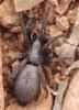 Scotophaeus sp.